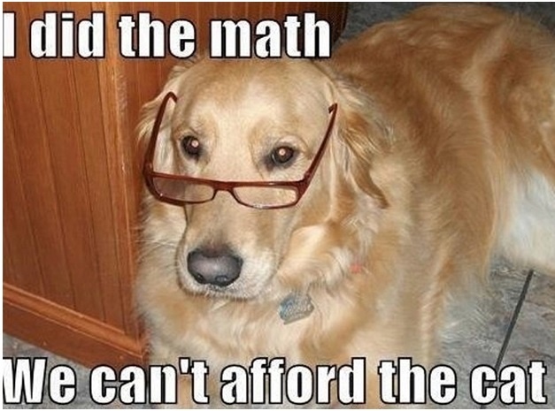 Hey, look! A funny dog meme. Hey, look! A funny dog meme.